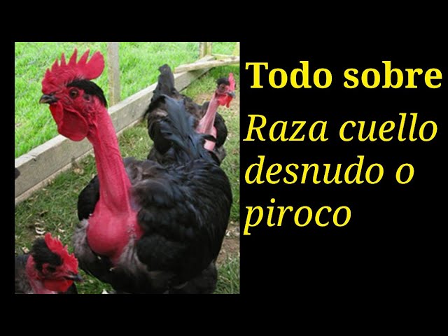 Gallinas sin plumas en cuello