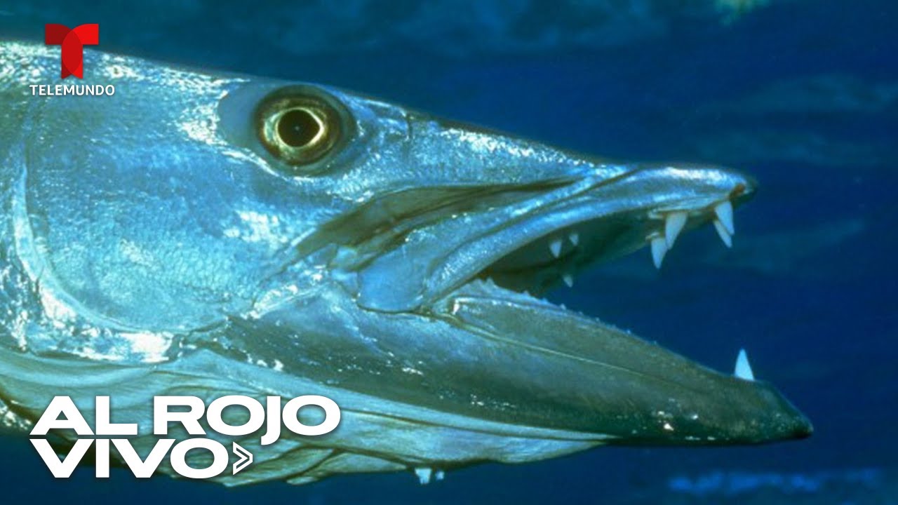 Grupo que incluye peces sin mandíbula