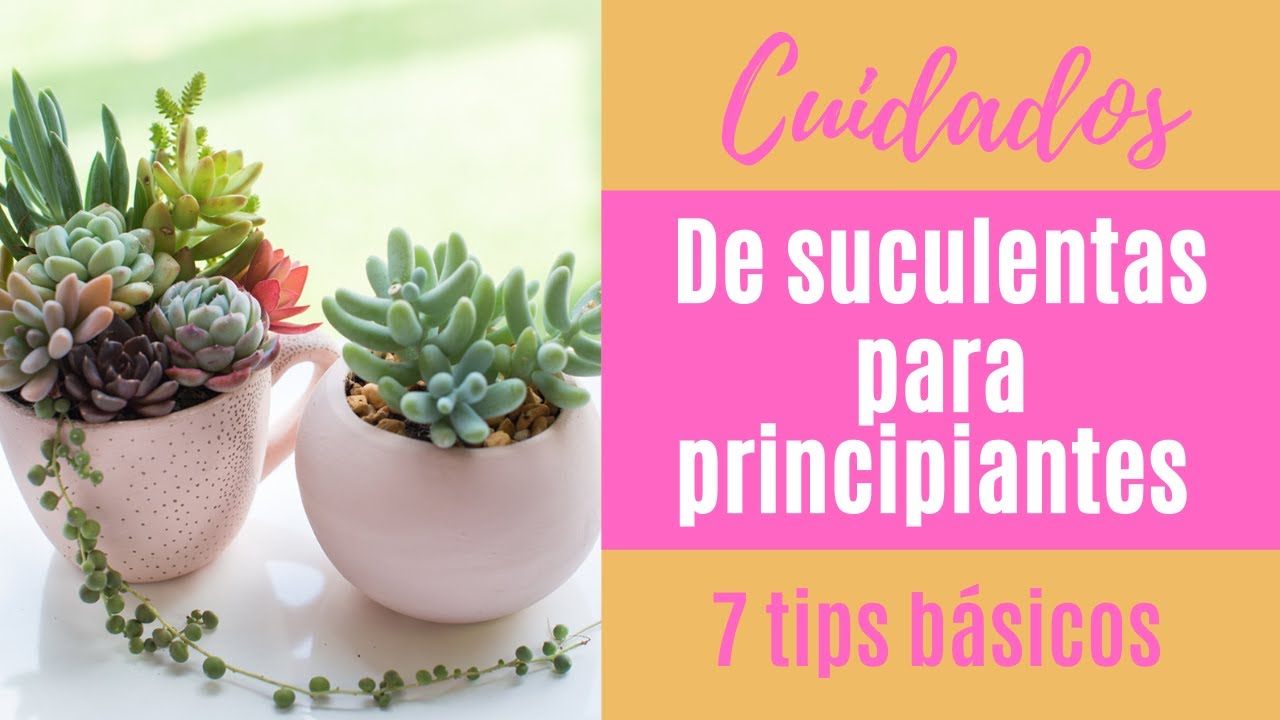 Guía básica para multiplicar suculentas en el jardín