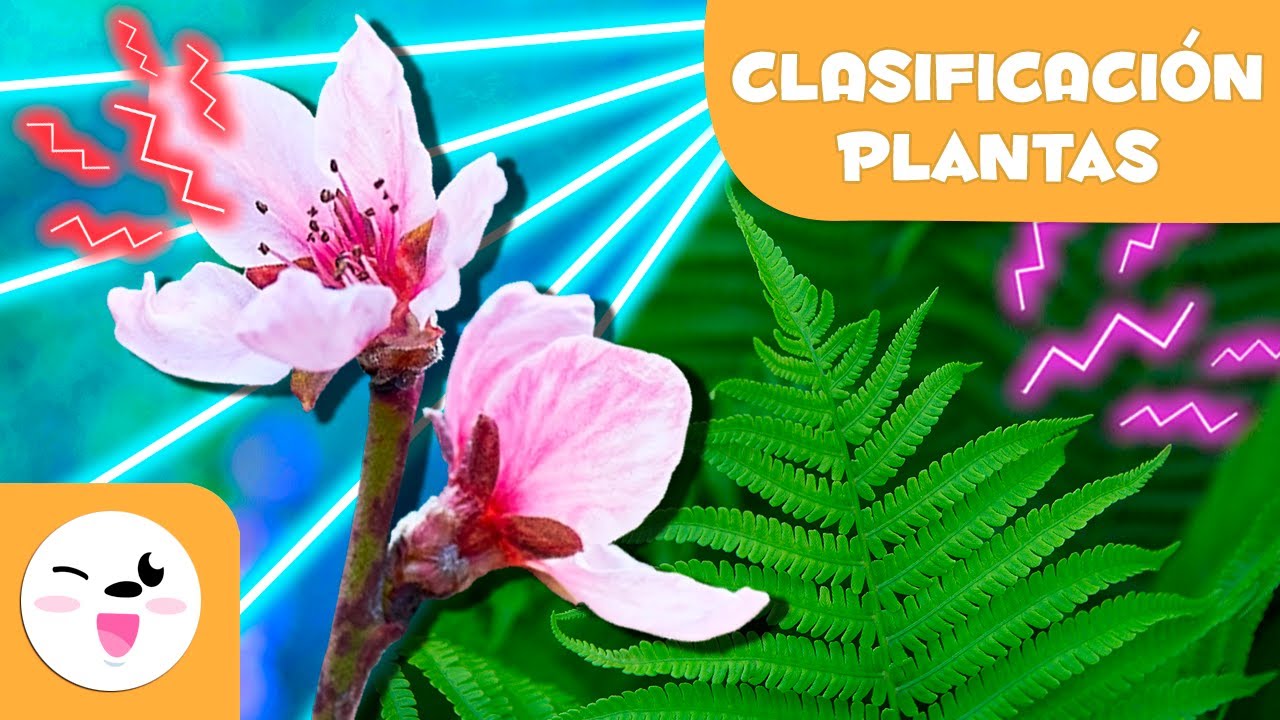 Guía de clasificación de plantas sin flores