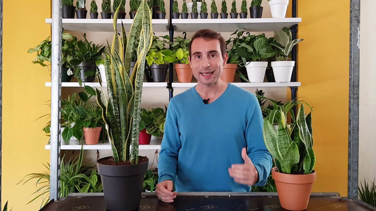 Guía de cuidados para la planta lengua de suegra