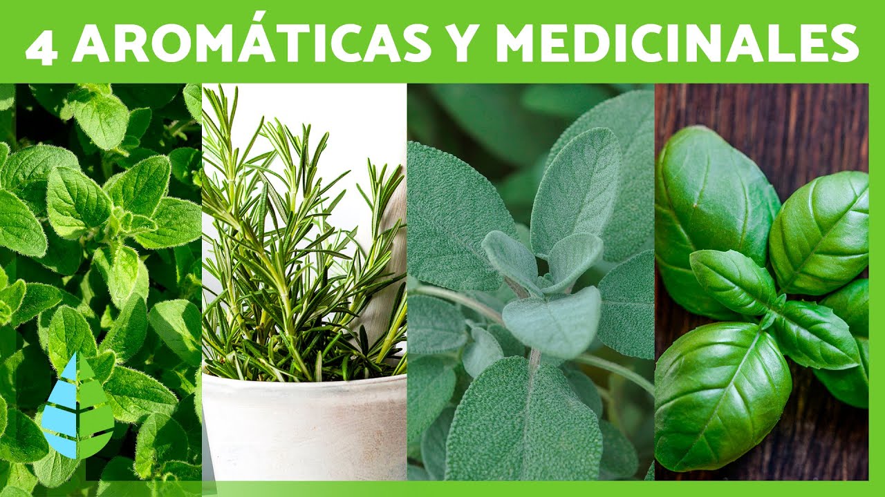 Guía de plantas aromáticas y medicinales