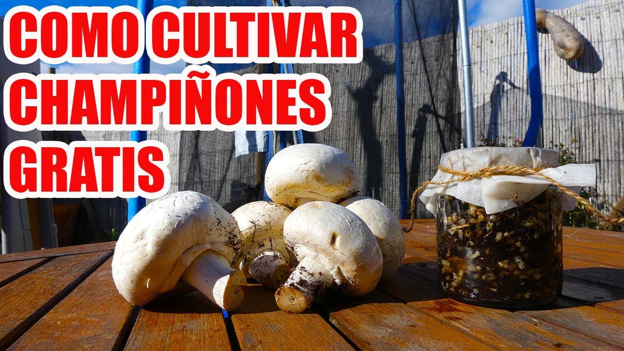 Guía para Cultivar Champiñones en Casa