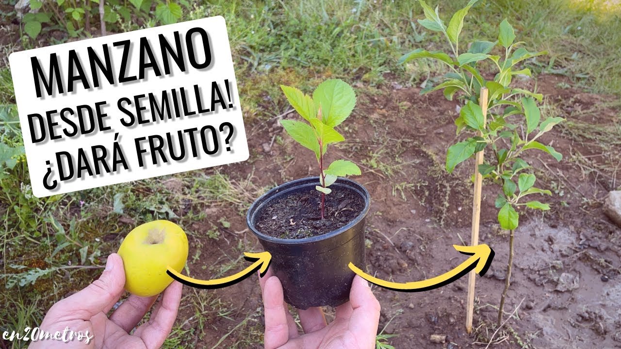 Guía para plantar un árbol de manzana