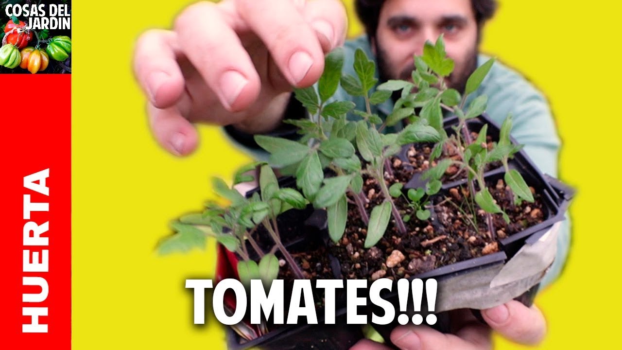 Guía para trasplantar tomates