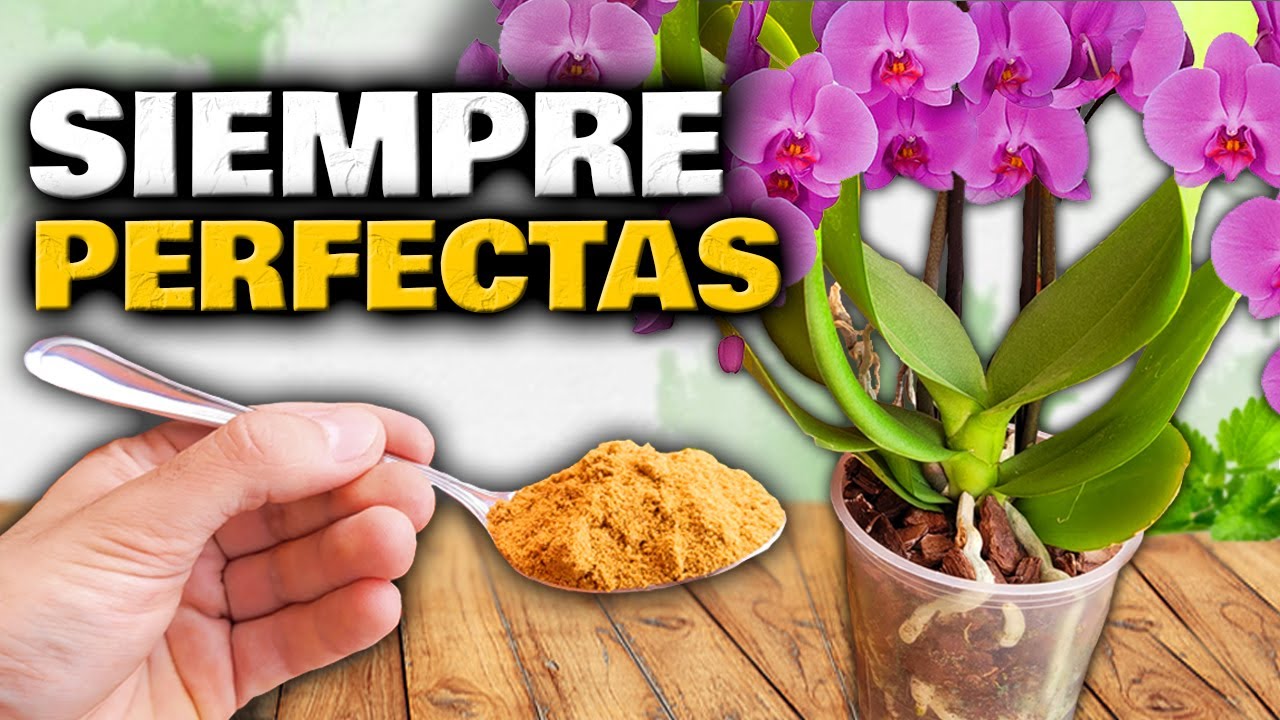 Guía sobre la floración de plantas