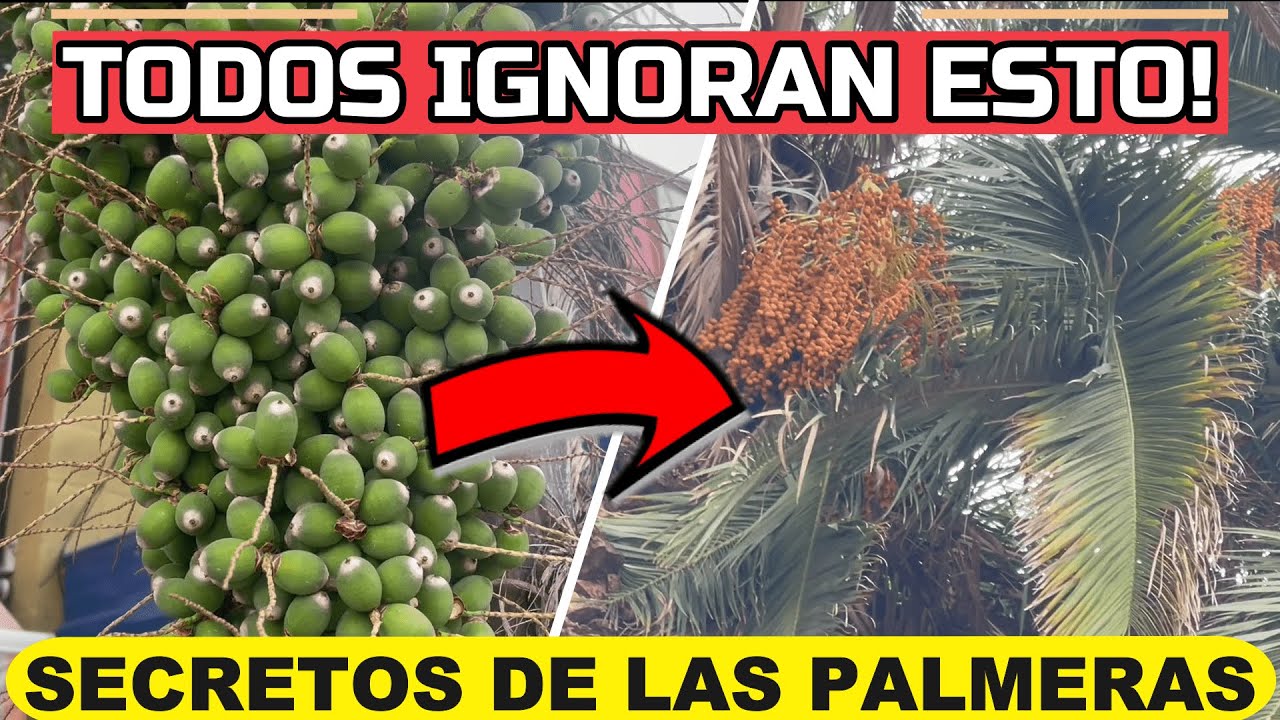 Guía sobre los frutos de la palmera