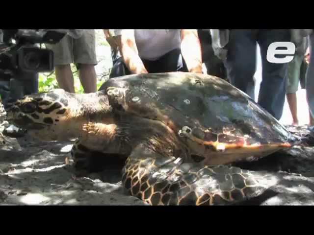 Hábitat de la tortuga carey