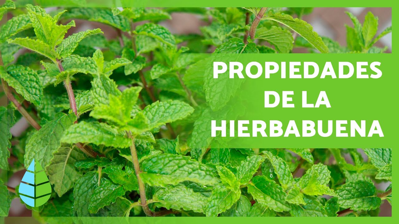 Hierbabuena: requisitos de luz