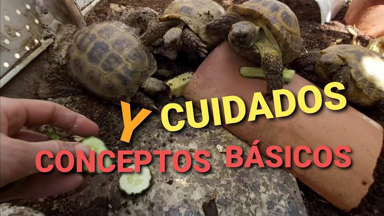 Hogar de las tortugas de tierra