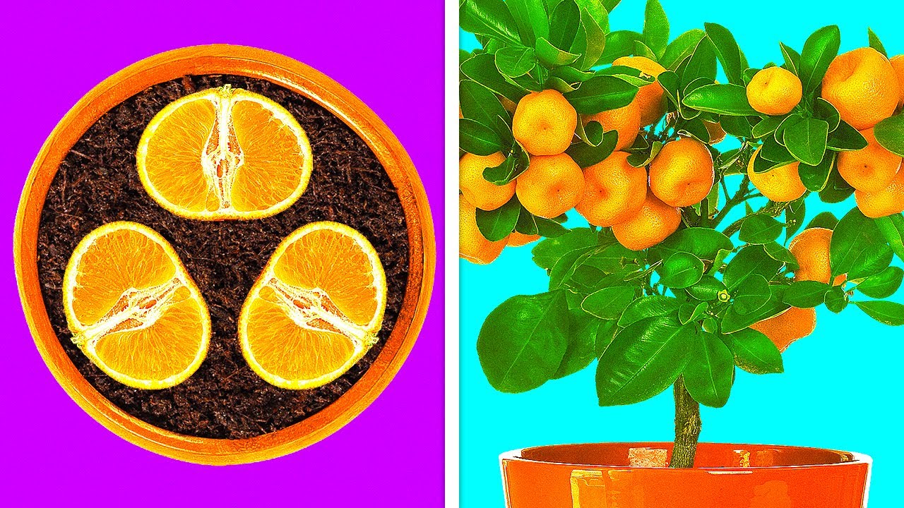 Ideas rápidas para sembrar plantas en casa