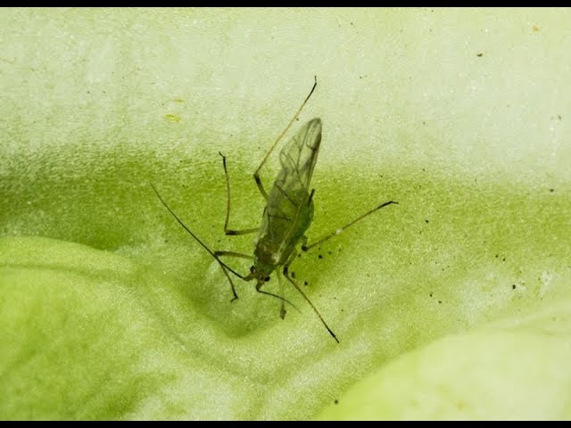 Identificando plagas en la lechuga