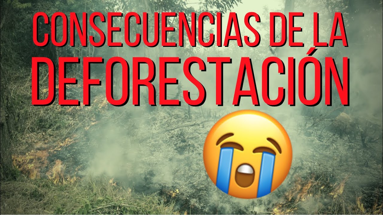 Impacto de la desaparición de áreas verdes