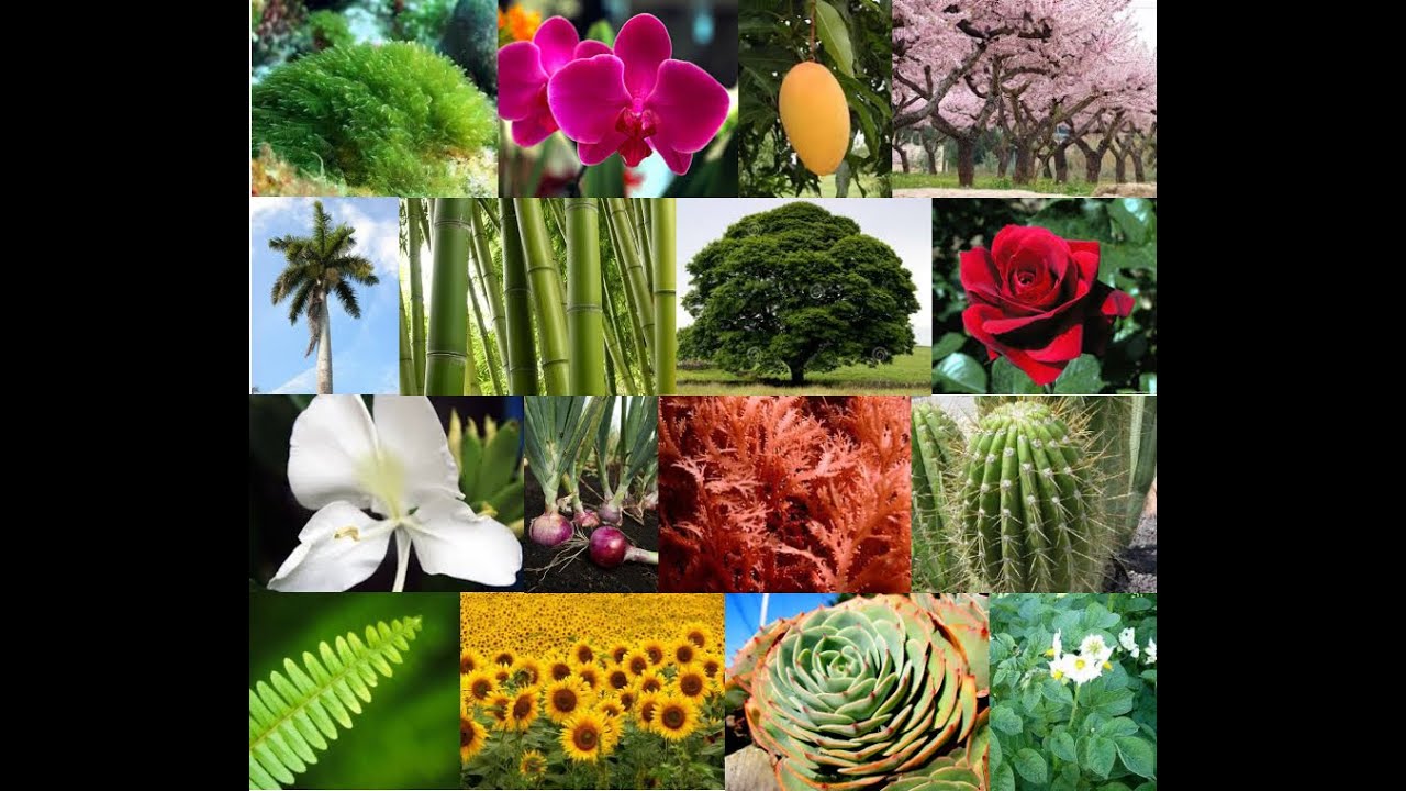 Importancia de las plantas en nuestro planeta