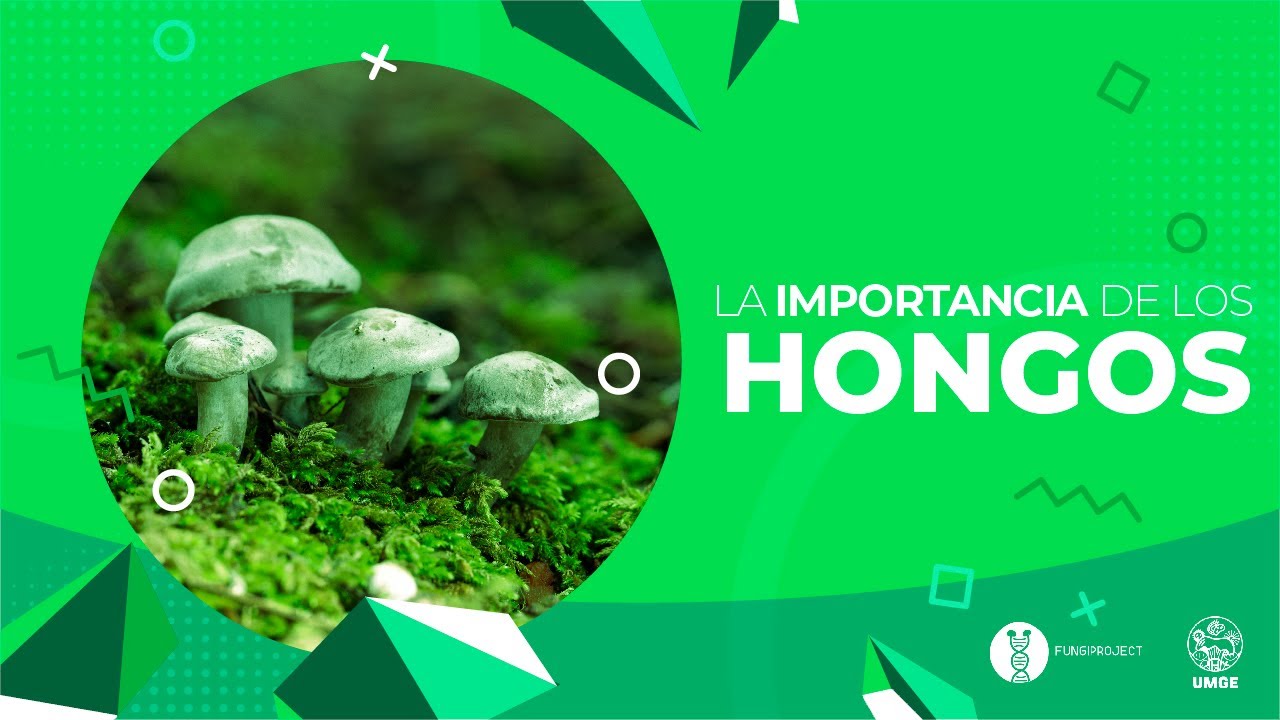 Importancia de los hongos en el ecosistema