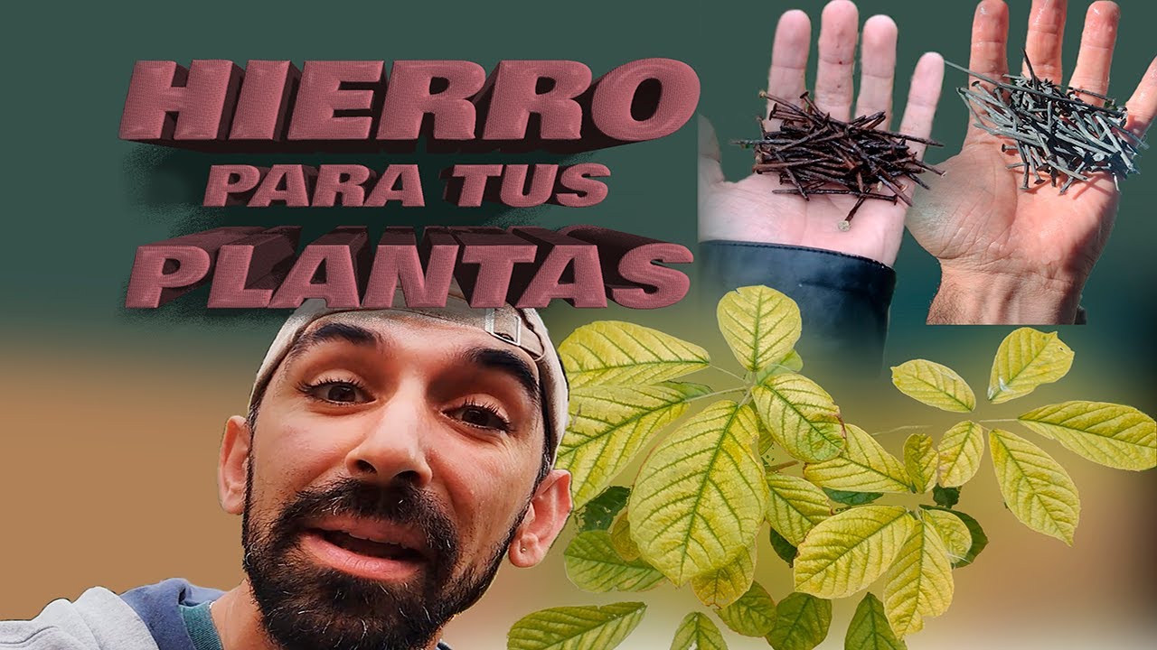Importancia del hierro para las plantas