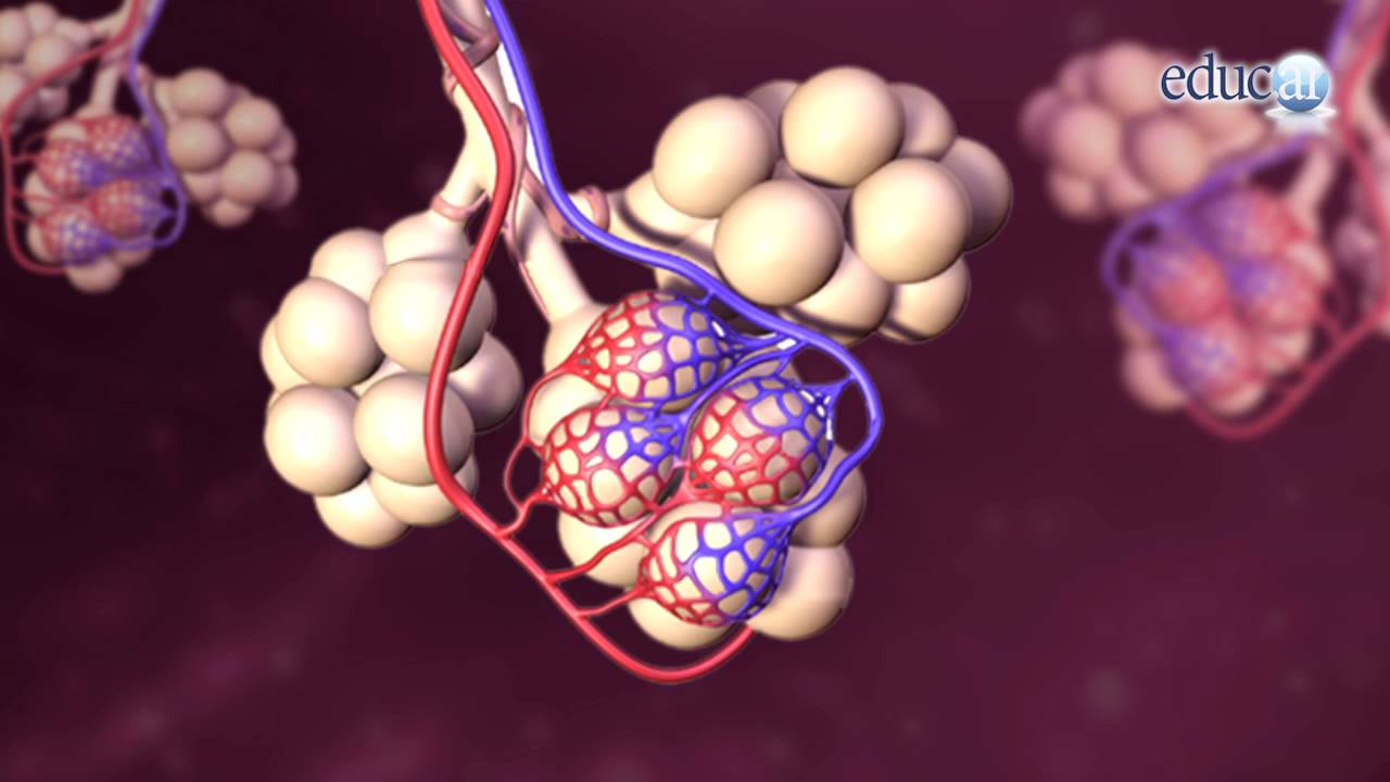 Importancia del oxígeno en el cuerpo
