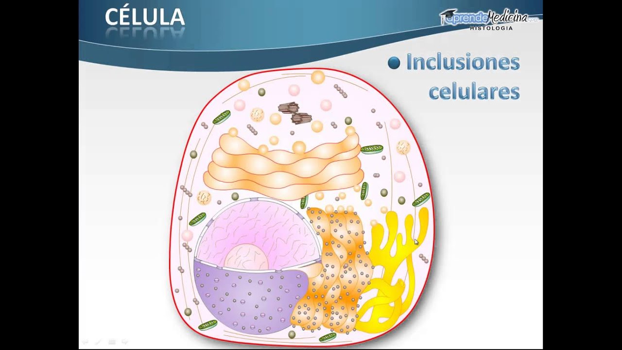Inclusiones en la célula: un vistazo a su importancia