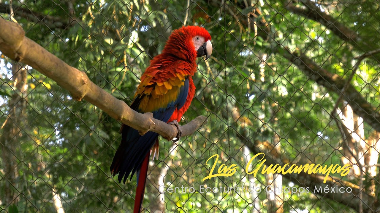 La Fauna Exótica de Chiapas