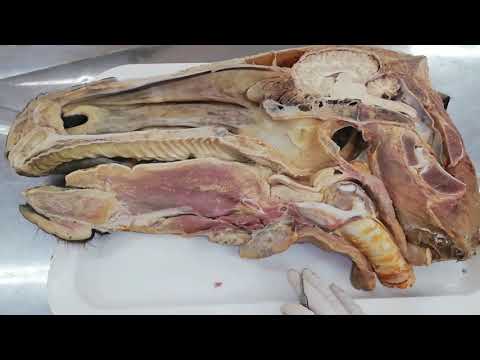 La anatomía bucal de los animales