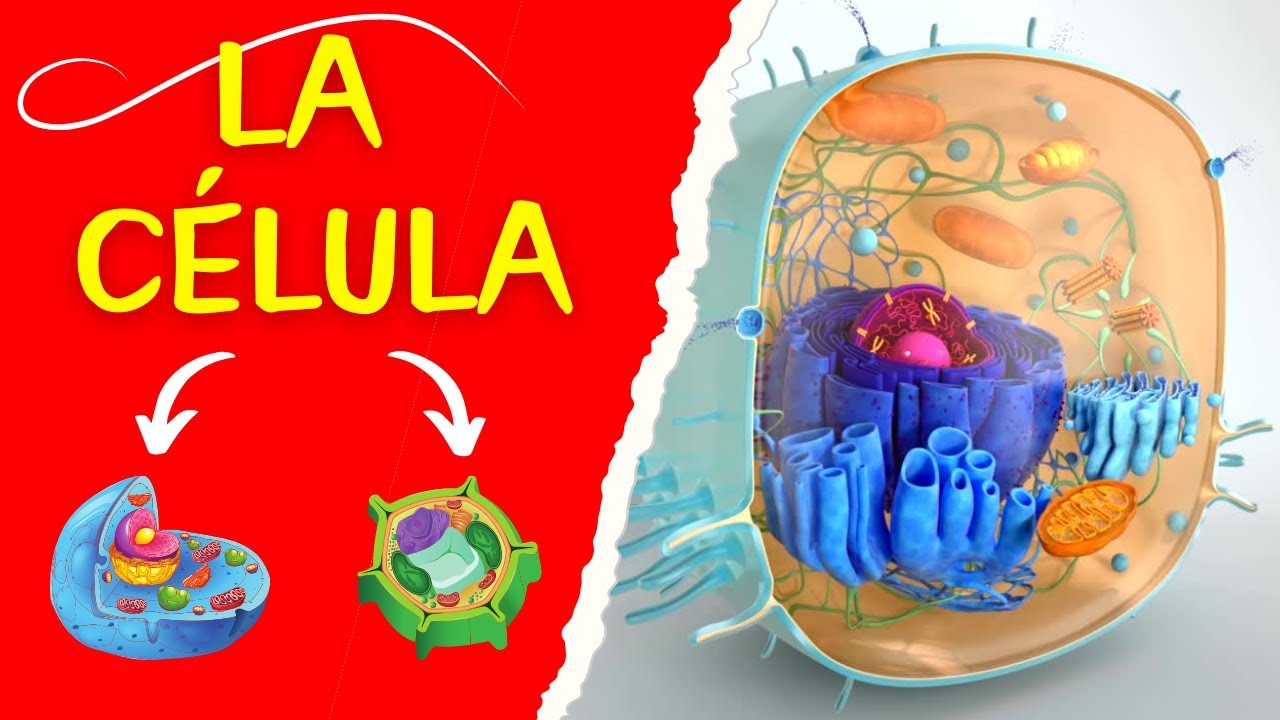 La célula: la unidad básica de la vida