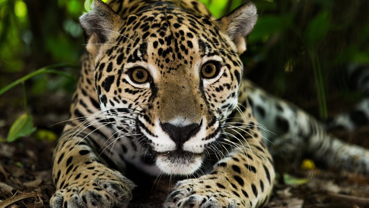La diversidad de especies animales en Brasil