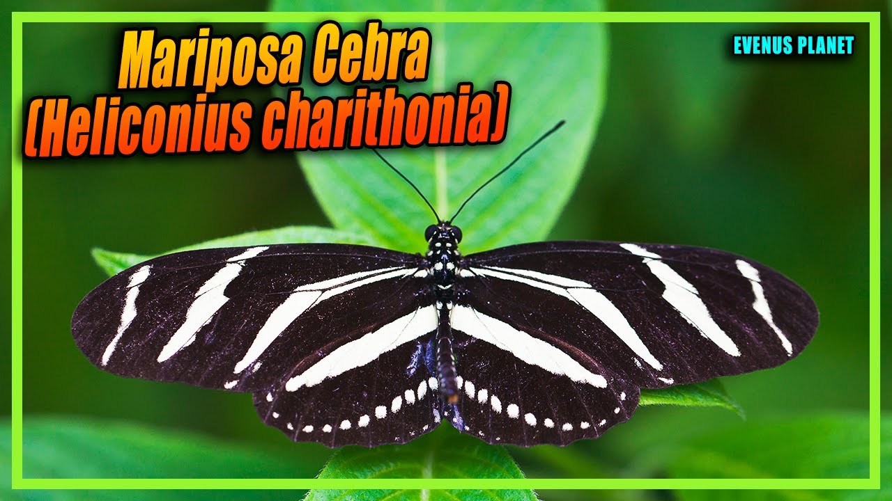 La enigmática mariposa cebra: nombre científico revelado