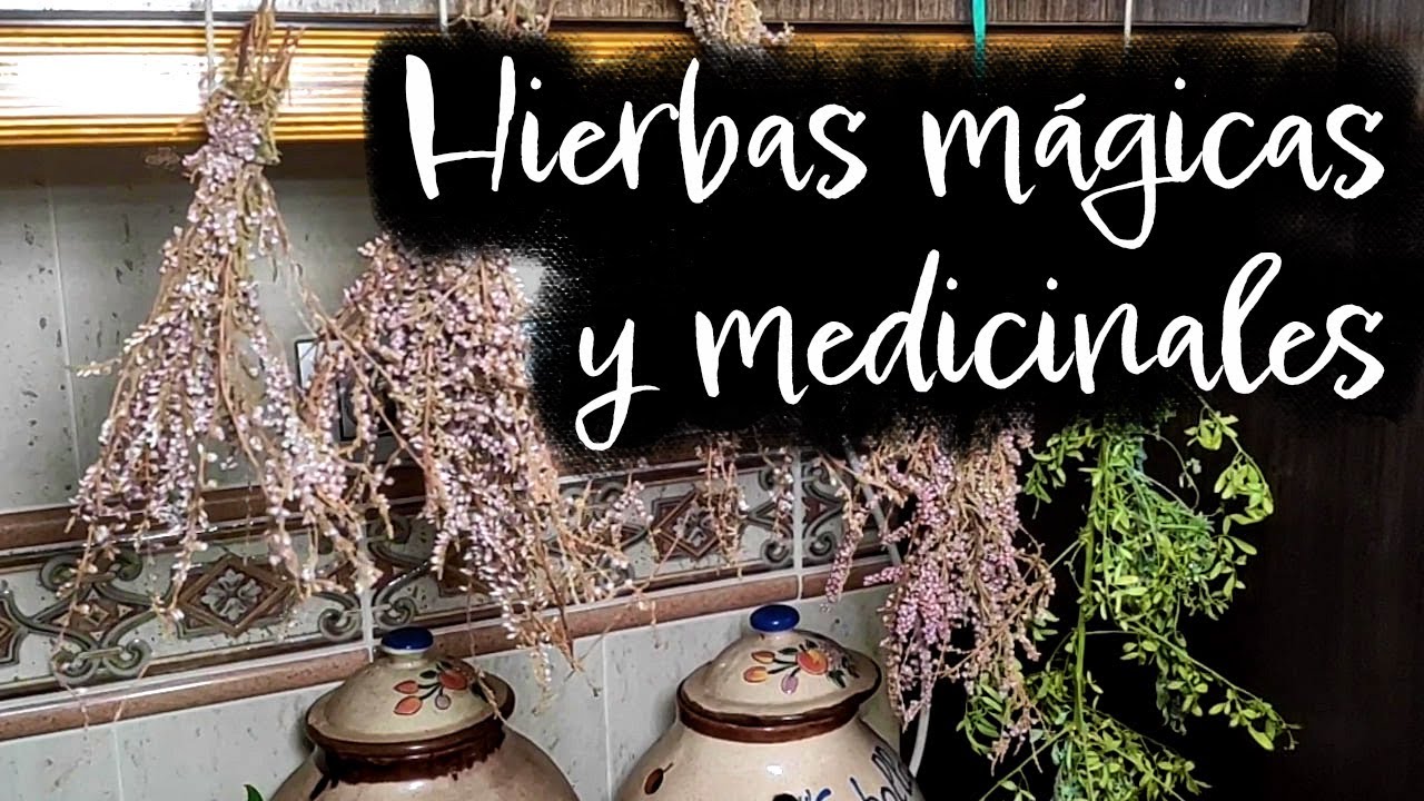 La magia de las hierbas: descubre sus tamaños y variedades