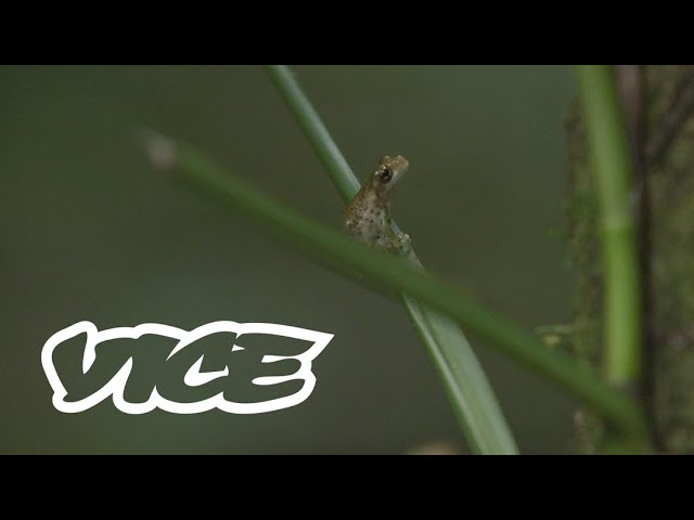 La relevancia de la selva lacandona