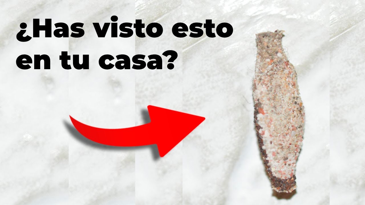 Larvas de polilla en tu pared