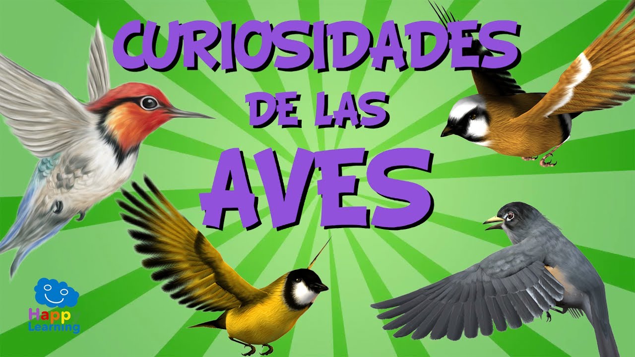 Las aves en primavera: todo lo que hacen
