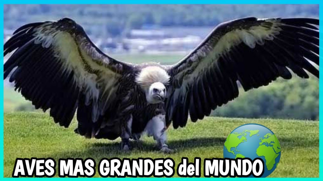 Las aves más grandes del planeta