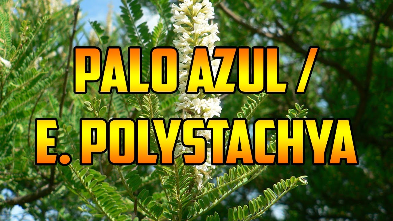 Las propiedades medicinales del palo azul que debes conocer