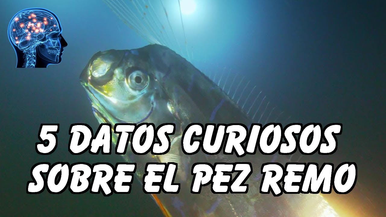 Leyenda: el pez grande que devora al lento
