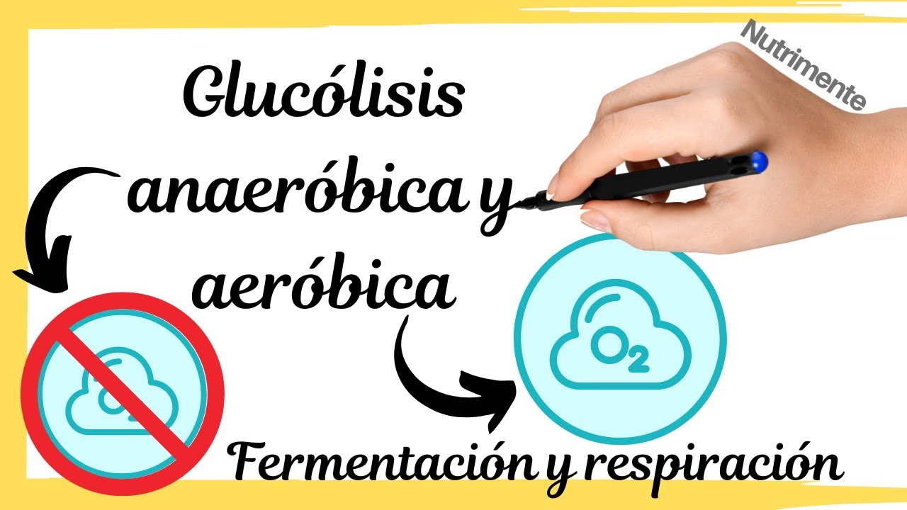 Los pasos de la fermentación y la respiración aeróbica