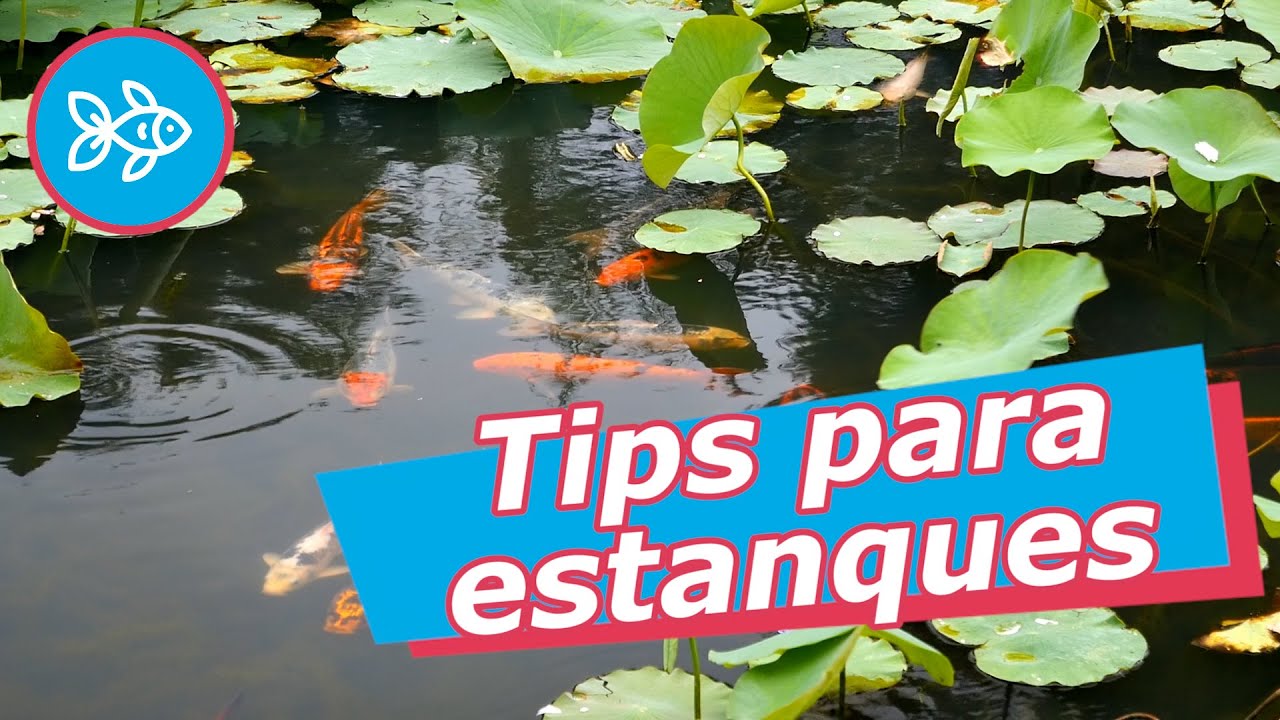 Mantén tu estanque de peces impecable con estos consejos
