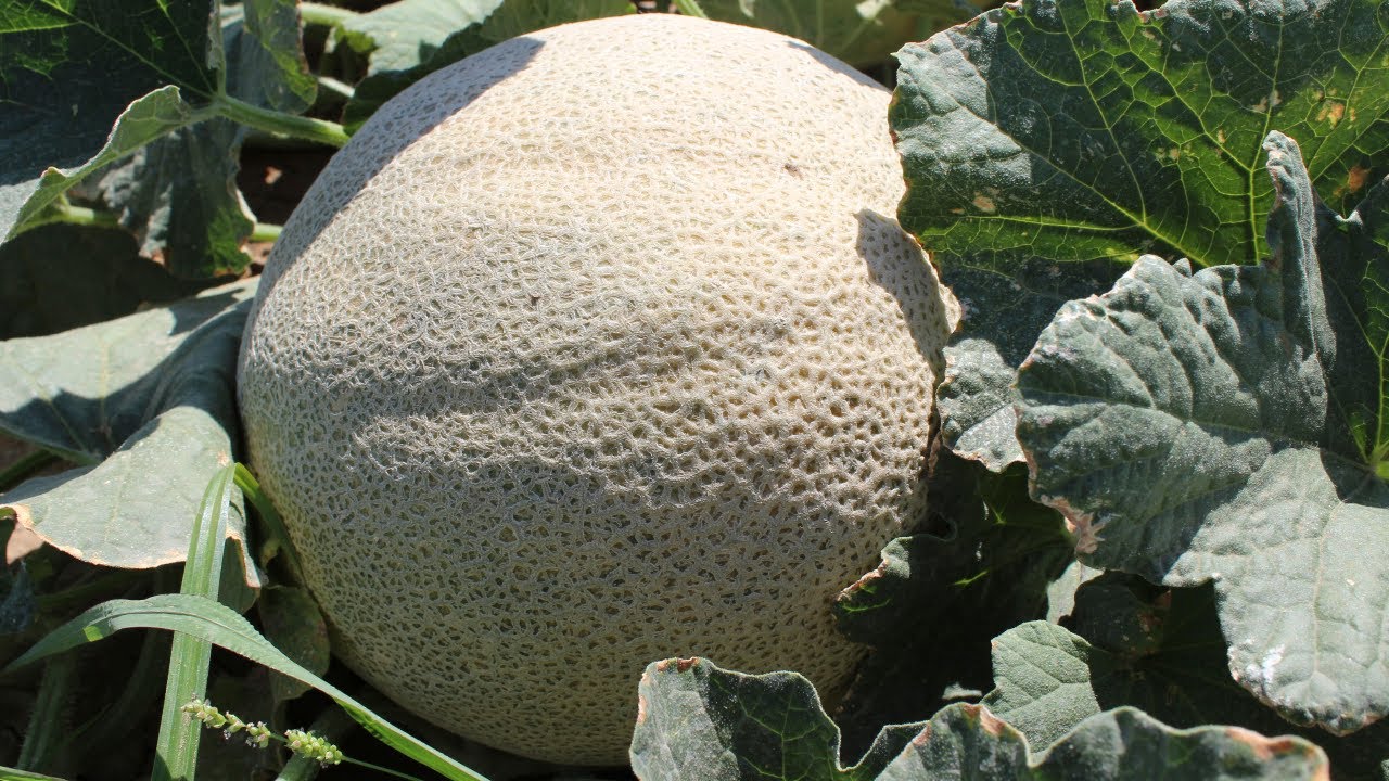 Mes ideal para sembrar melón