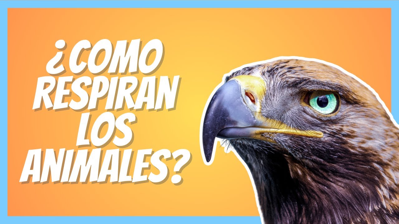 Misterios de la respiración animal: acuáticos vs terrestres
