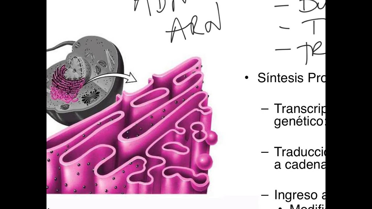 Mitocondrias y otros organelos membranosos en la célula