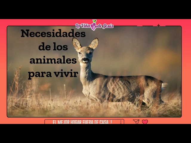 Necesidades básicas de los animales para su supervivencia