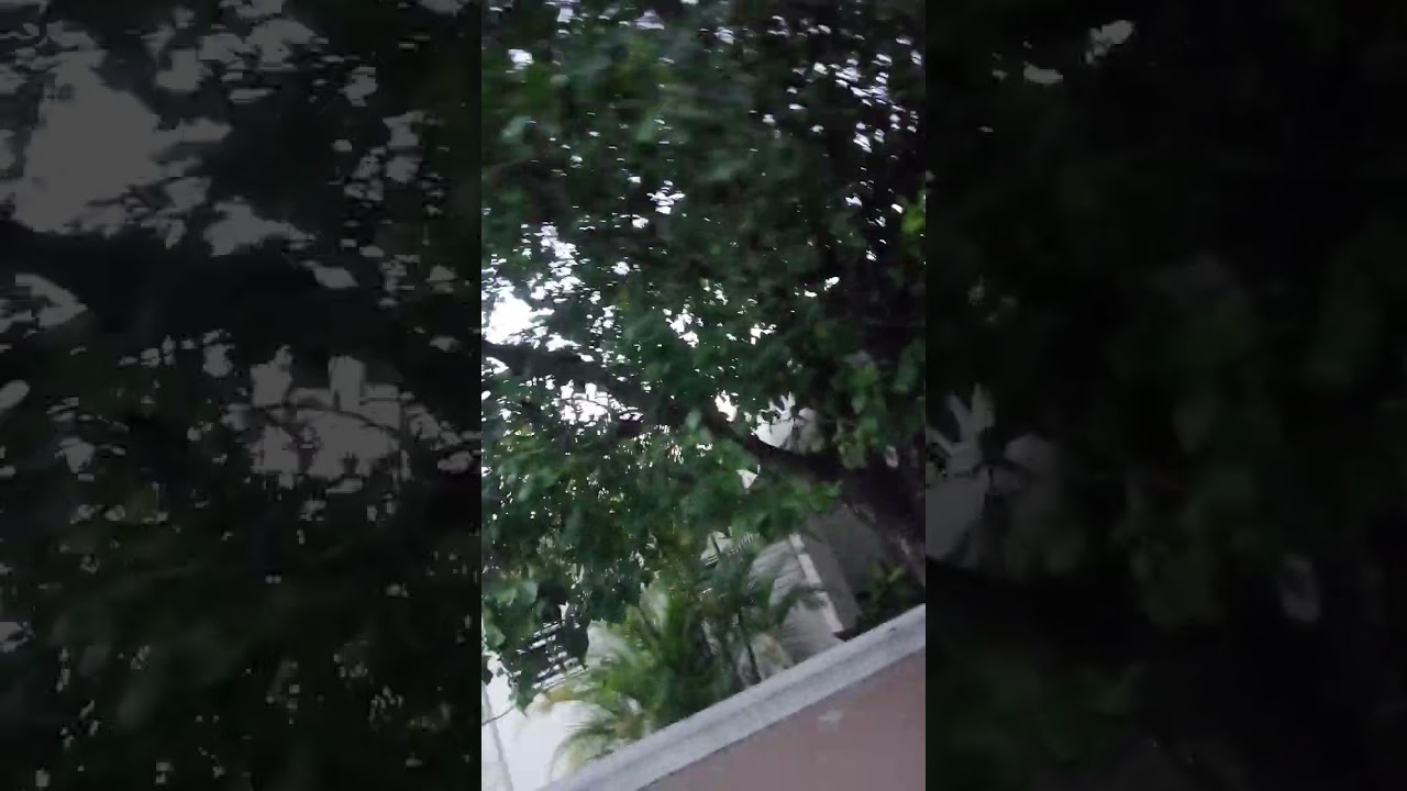 Nombre científico de la naranja agria