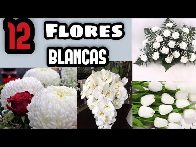 Nombre de la florecita blanca de los ramos