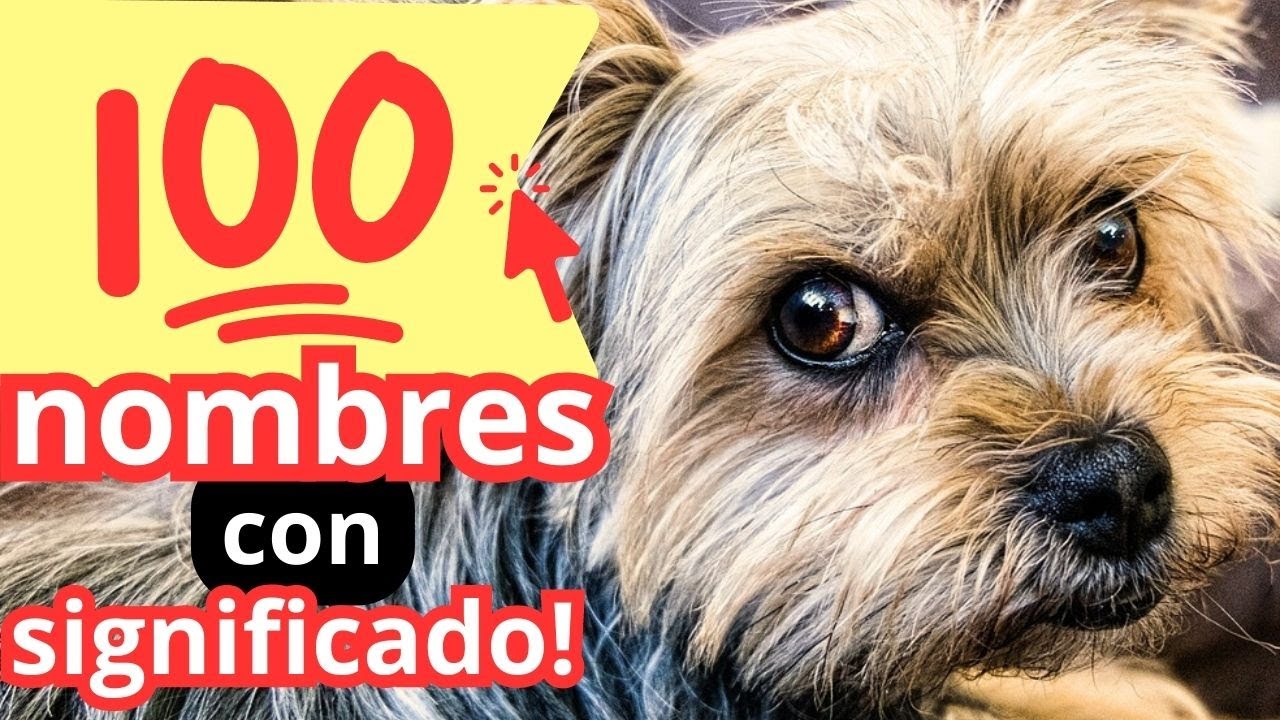 Nombres relacionados con el sol para tu mascota