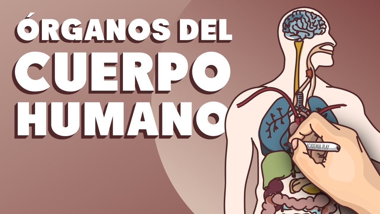 Órganos del cuerpo humano que debes conocer