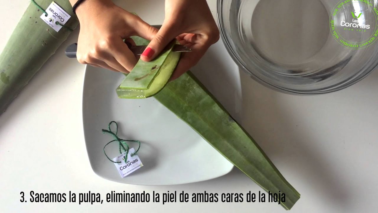Paso a paso para extraer aloe vera de la sábila