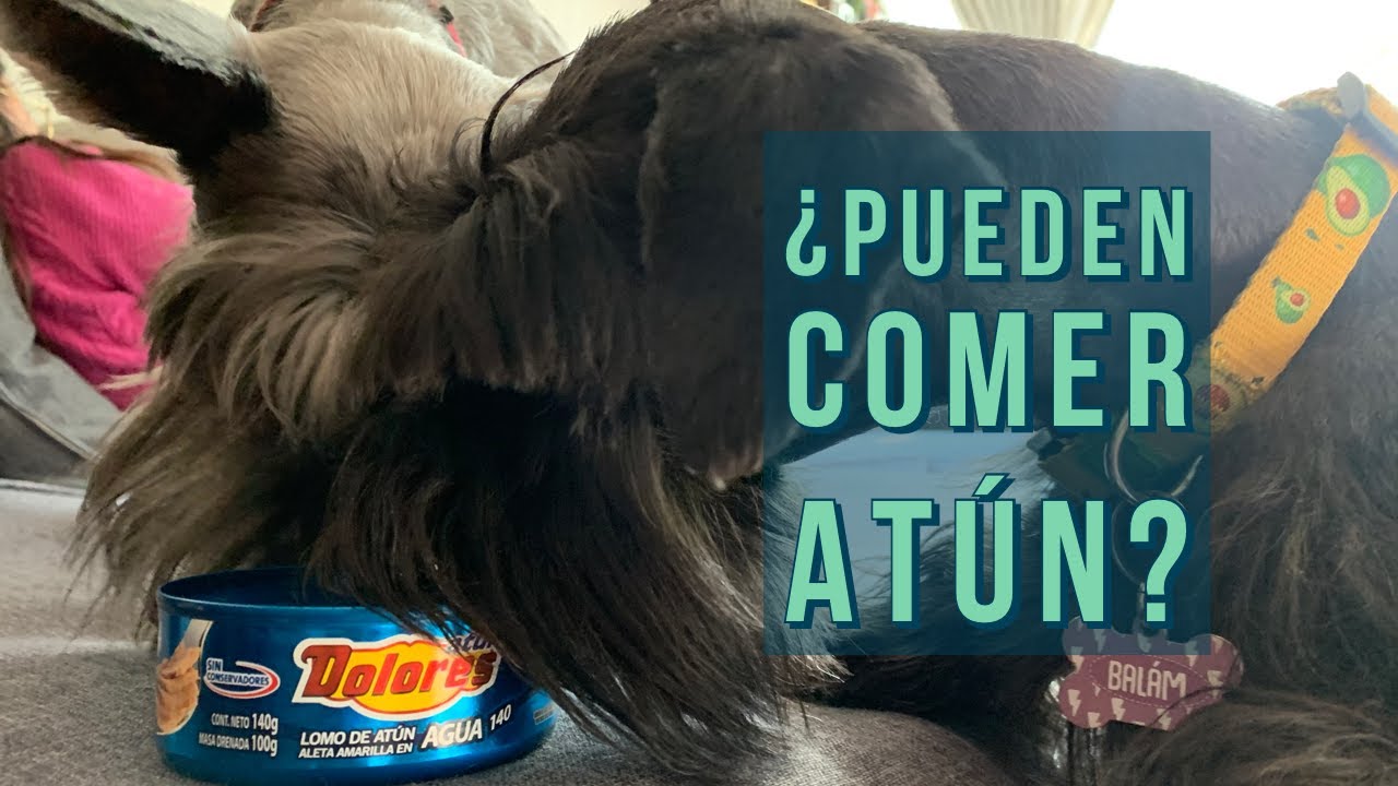 Peligros del atún para perros
