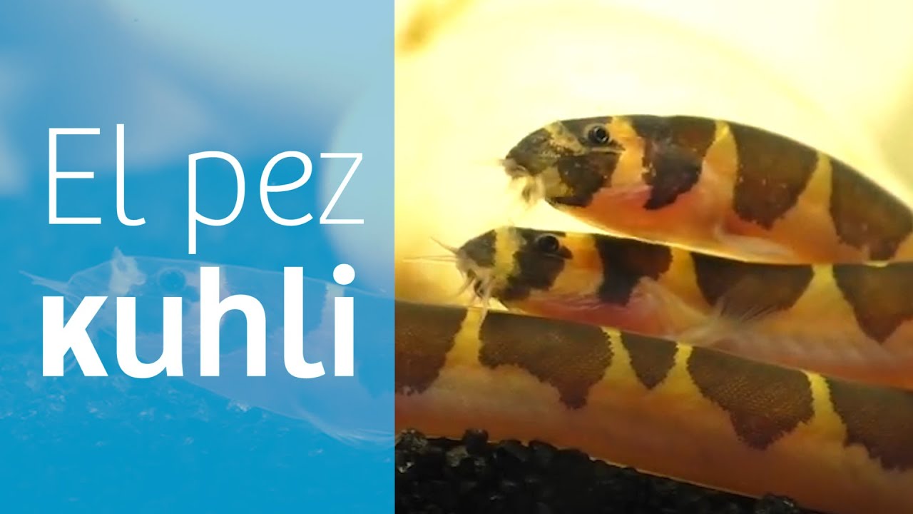 Pez de agua dulce alargado