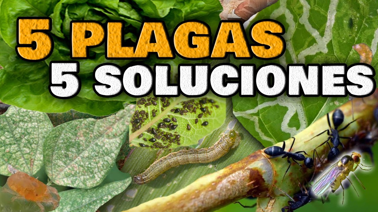 Plagas comunes en la jardinería