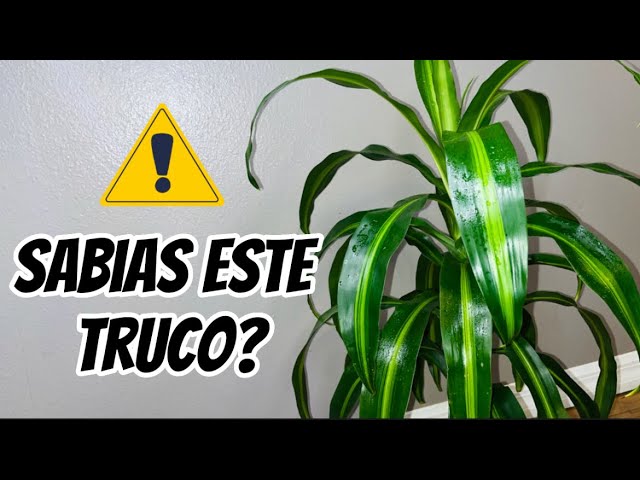 Planta similar al palo de Brasil