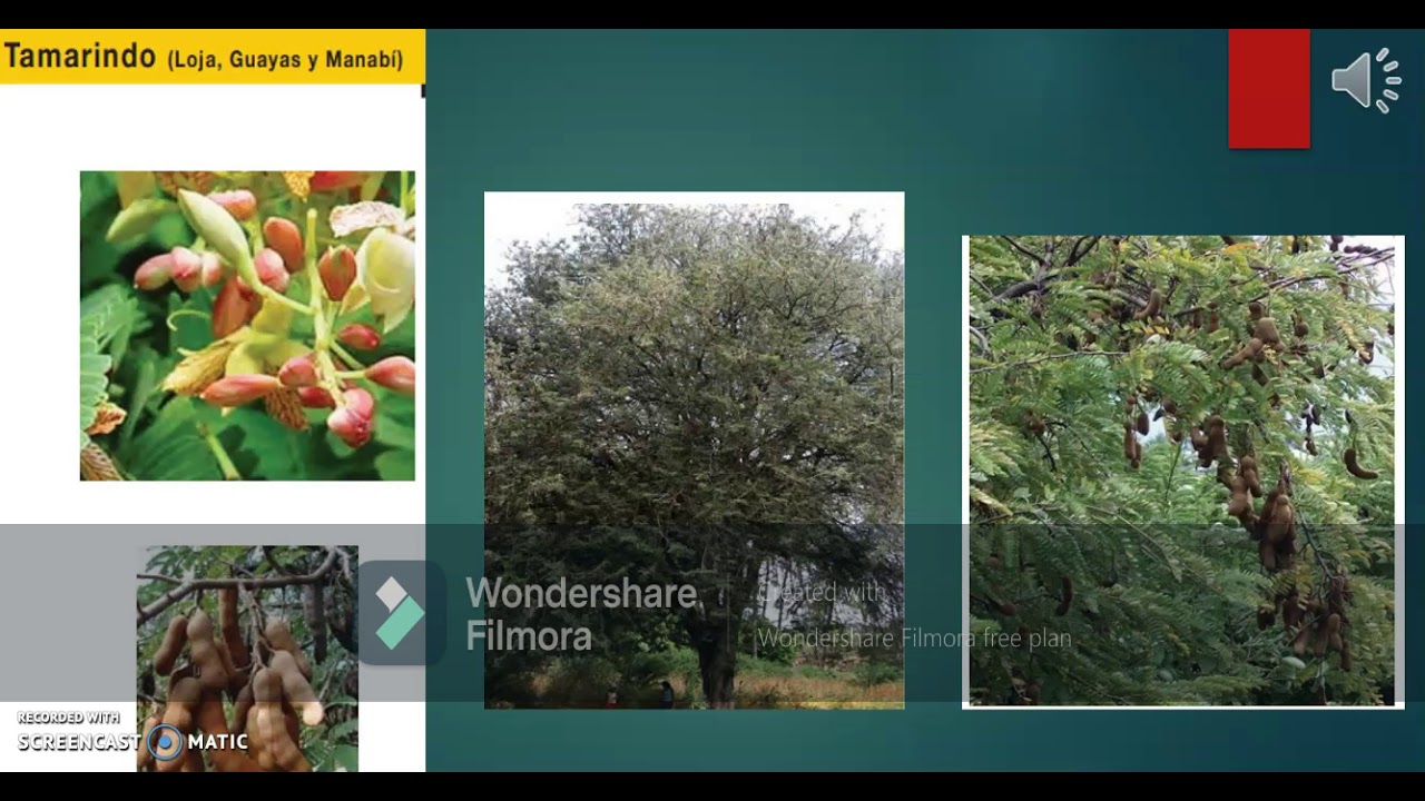 Plantas costeras de Ecuador